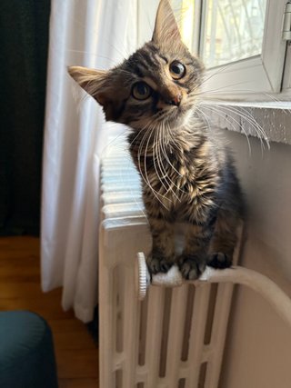 ¡Cuidado con amor para tu gato en Murcia!