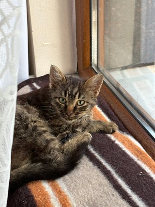 ¡Cuidado con amor para tu gato en Murcia!