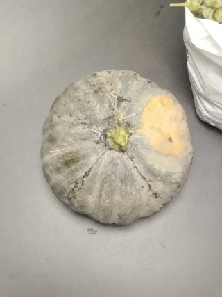 Semillas de Auyama, Calabaza. Rep. Dominicana