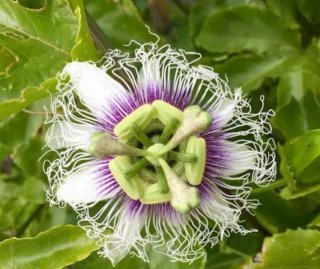 Planta Pasiflora Edulis Morado