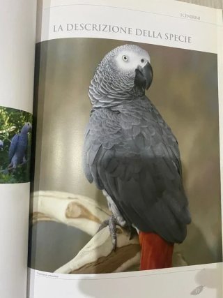 libri Il pappagallo cenerino e i cenerini