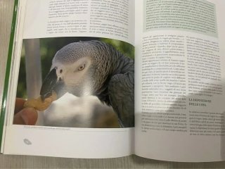 libri Il pappagallo cenerino e i cenerini
