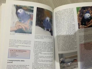 libri Il pappagallo cenerino e i cenerini