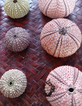 Lotto 12 Gusci Ricci di Mare Decorativi