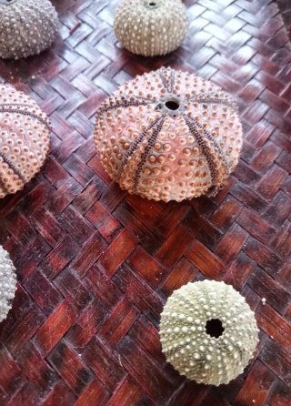 Lotto 12 Gusci Ricci di Mare Decorativi