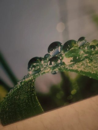 Cuadro Decorativo Hojas con Gotas