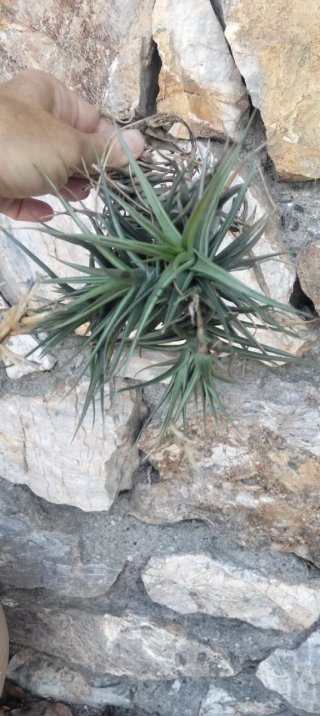 Clavel del aire planta