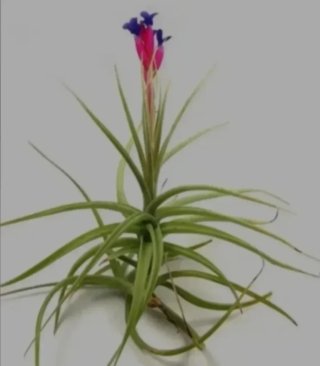 Clavel del aire planta