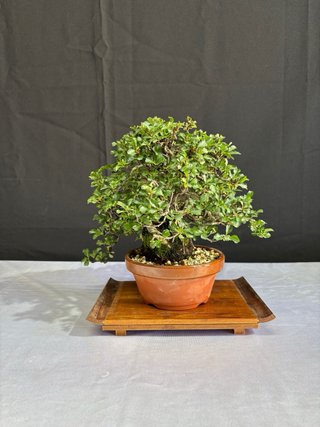 Bonsái Chaenomeles japonica