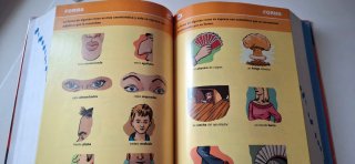 Diccionario Primaria lengua española