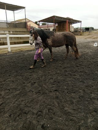 Busco trabajo con caballos o animales