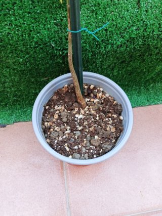 Pachira Acuática Planta
