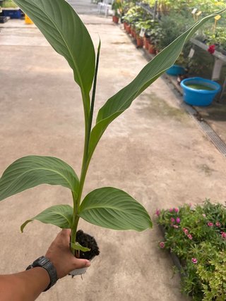 Lote 6 plantas Yita