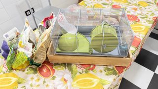 Jaula Hámster KIWOKO + Accesorios lúdicos y comida