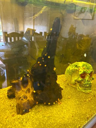 Acuario 160L con decoración