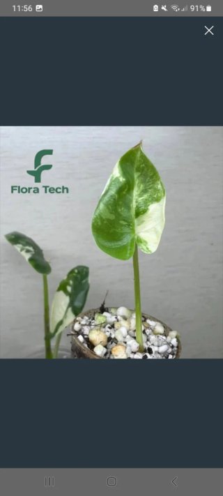 Lote 3 Plantas
