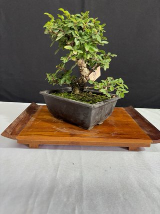 Bonsai Zelkova nire