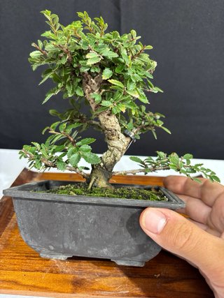 Bonsai Zelkova nire