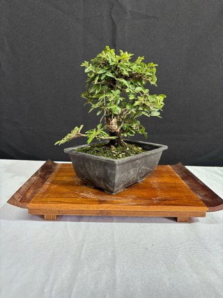 Bonsai Zelkova nire