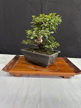 Bonsai Zelkova nire