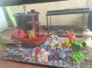 Acuario de cristal con accesorios