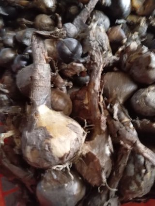 30 bulbi di crochi autunnali gialli