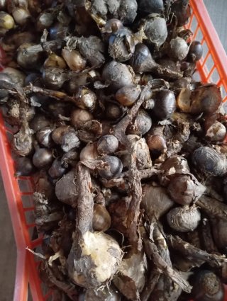 30 bulbi di crochi autunnali gialli