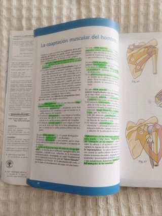 Fisiología Articular Hombro, codo, pronosupinac...