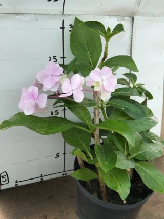 Planta hortensia rosa