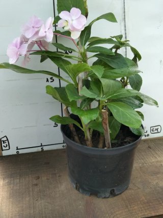 Planta hortensia rosa