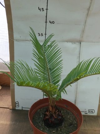 Planta Cyca em vaso