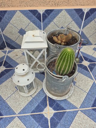 Vendo . Limpieza, paisajista, podador ,limpieza de