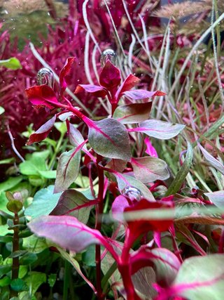 Lote de 10 plantas de acuario variadas y coloridas