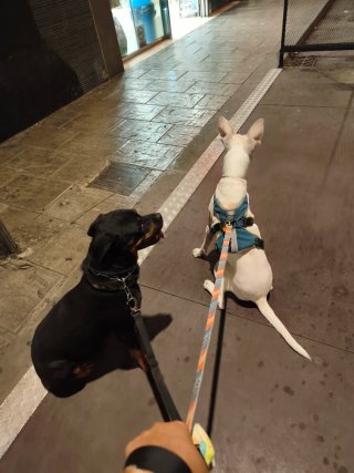 Guardería canina