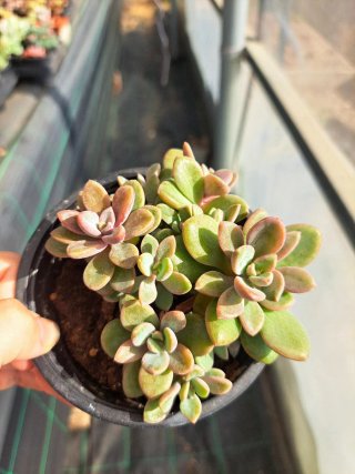 Graptosedum ariel🇰🇷 hibrid