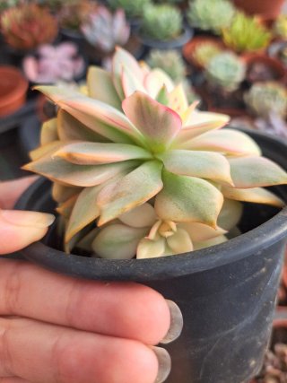 Echeveria pink dragon variegata 🇰🇷