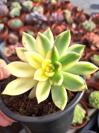 Echeveria Hanna Variegata Vaso 10.5cm