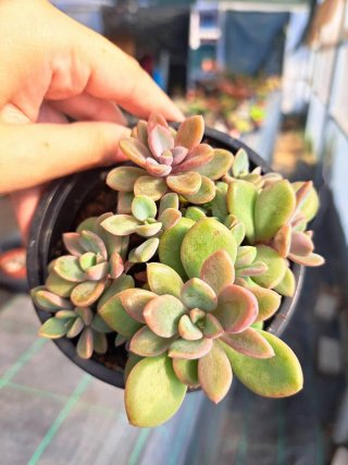 Graptosedum aria híbrido - Vaso 10.5cm