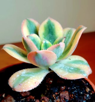 Planta.Aeonium "Florence".