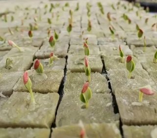 100 Cubos Cultivo Hidropónico Plantas