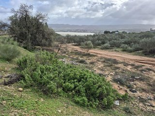 Terreno en venta en Arcos de la Frontera