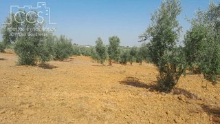 Terreno en venta en Almonte en Almonte