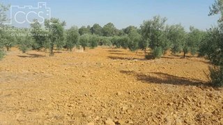 Terreno en venta en Almonte en Almonte