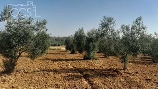 Terreno en venta en Almonte en Almonte