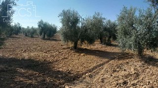 Terreno en venta en Almonte en Almonte