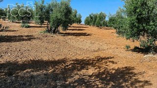 Terreno en venta en Almonte en Almonte