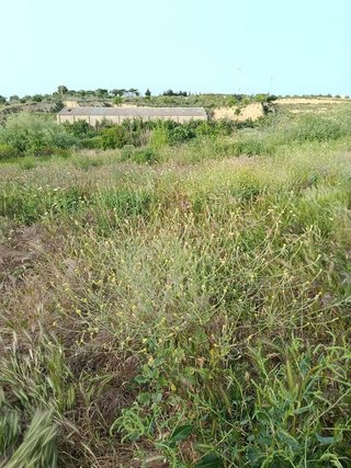 Terreno en venta en Bonares