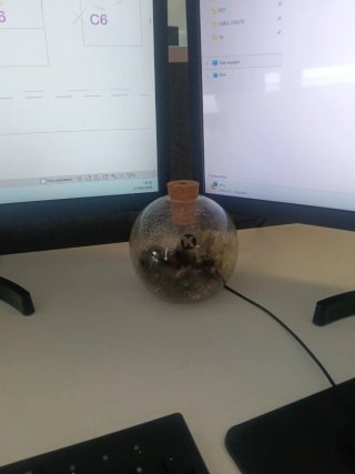 Terrario bola de cristal