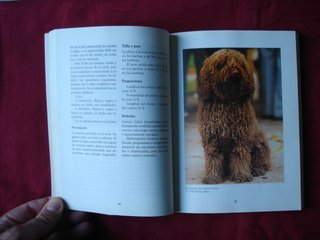 El nuevo libro del Perro de Agua español.