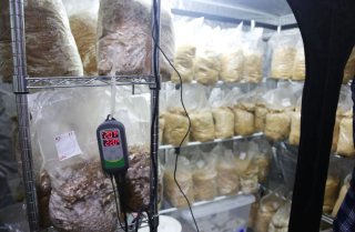 Invernadero para cultivo de setas con Seguimiento